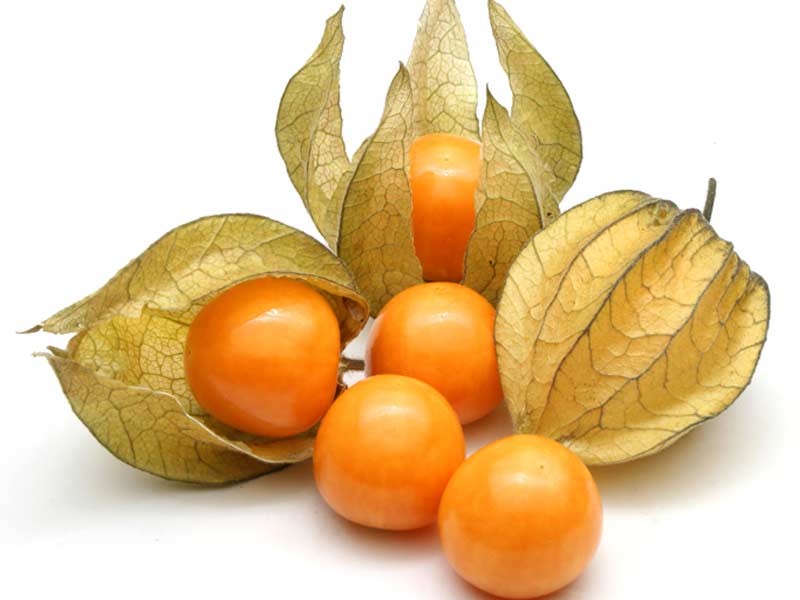 Physalis-Fruit-Pictures